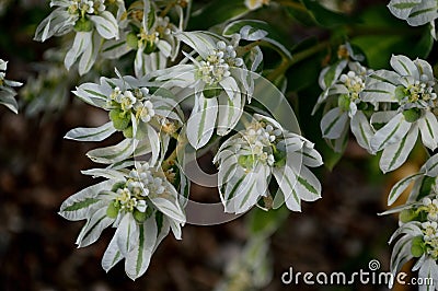 Snow On The Mountain Flower Euphorbia Marginata Stock Photo